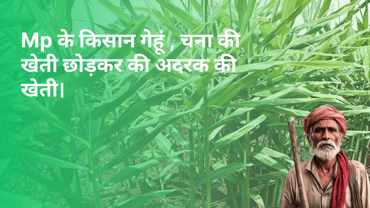 किसान